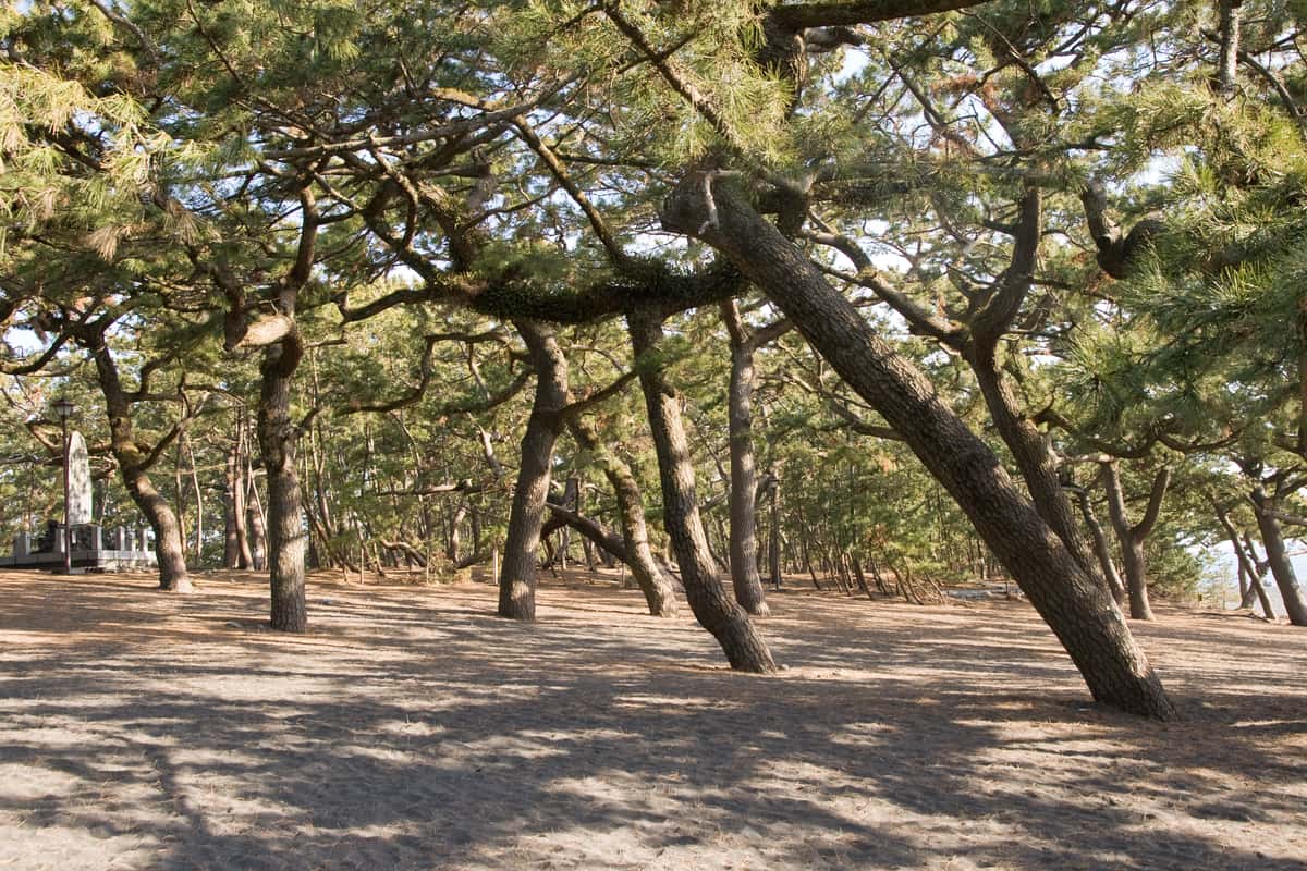 三保松原松林步道,沙地與交錯松樹