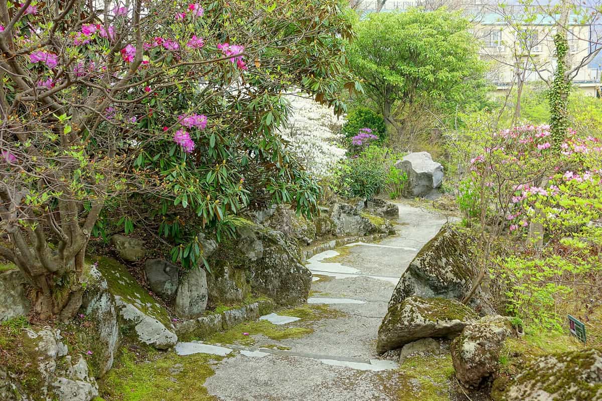 箱根強羅公園內的石徑步道，兩側杜鵑花盛開