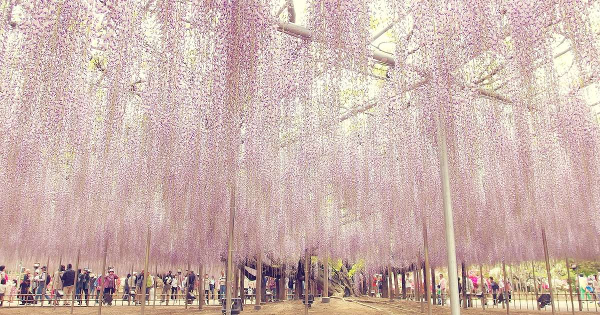 The Great Wisteria trellis at Ashikaga Flower Park in full bloom, pale lilac racemes hanging as a solid curtain with visitors lined along the path beneath