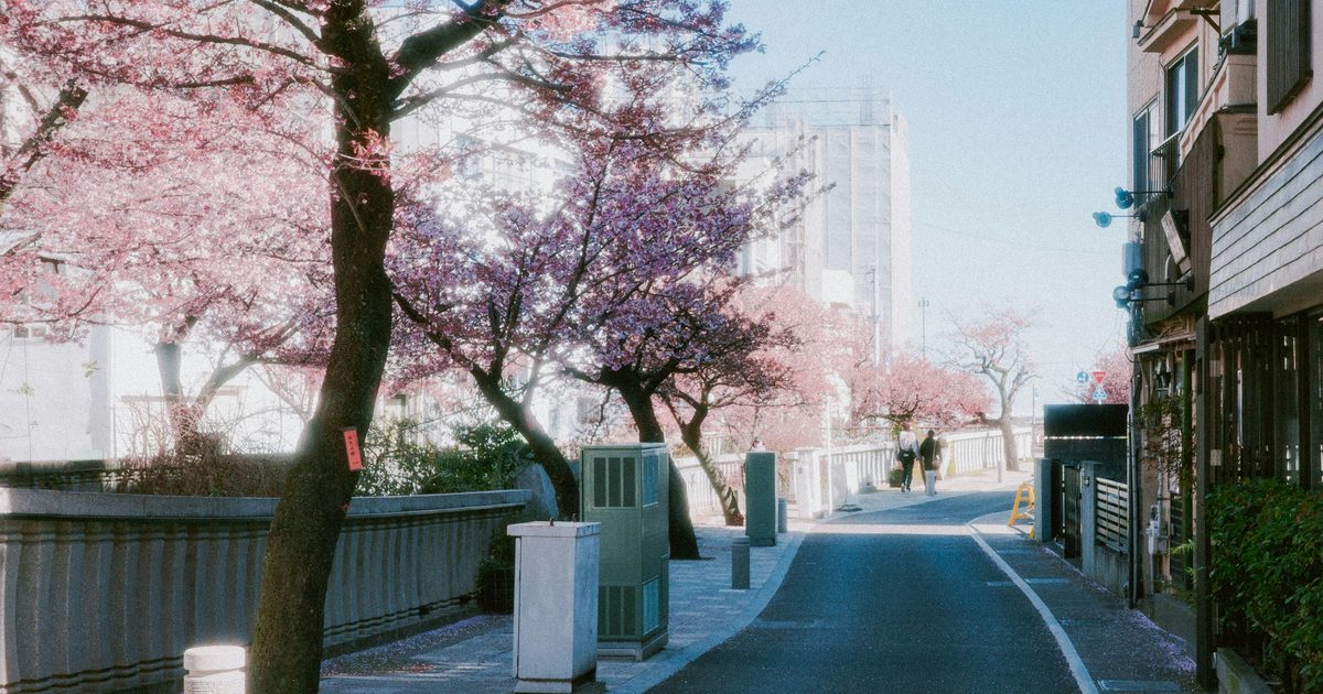 熱海糸川遊步道：左邊沿著河邊矮牆種了一排開滿粉紅花的熱海櫻，右邊是住宅，中間是沿河的小路，遠處有兩個散步的人
