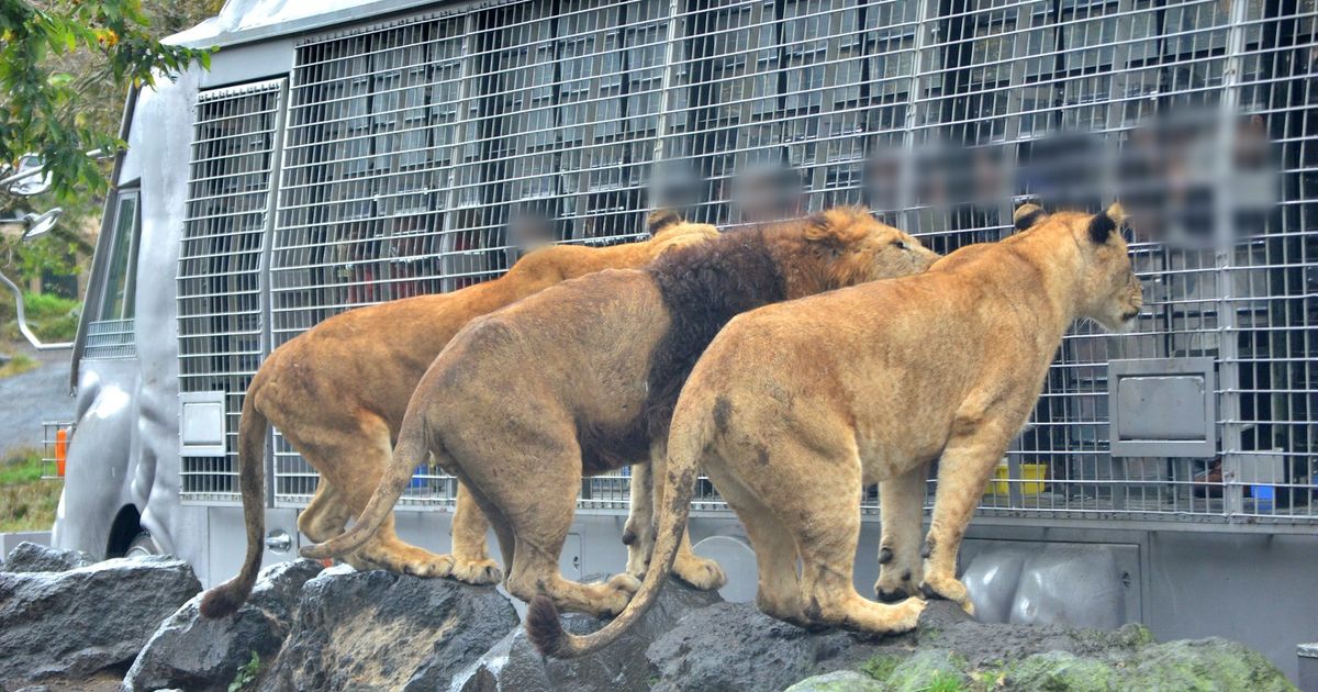 富士野生動物園猛獸區裡,一頭公獅與兩頭母獅站在岩石上,貼著灰色鐵網叢林巴士的側面往車窗裡看;2012 年 10 月拍攝,車內乘客的臉已模糊處理