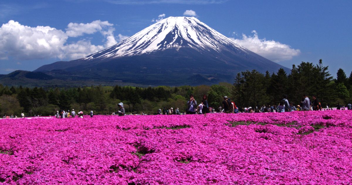 富士本栖湖度假村的富士芝櫻祭會場：山頂積著殘雪的富士山立在正後方，中景是一排針葉林與一條站滿看花遊客的步道，前景是一整片開滿桃紅色芝櫻的花田