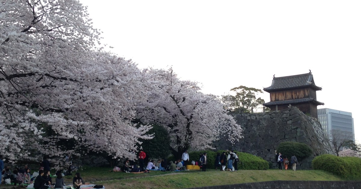 福岡城跡(舞鶴公園)的祈念櫓:木造二層櫓立在黑色石垣上,左半邊是滿開的染井吉野櫻並木,樹下草坡上散坐著鋪野餐墊賞花的人,右後方是現代辦公大樓