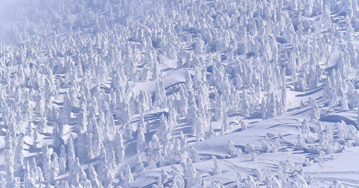 2 月的八甲田山頂公園站附近:整片山坡長滿被冰雪包成一根根白色柱狀的樹冰(アオモリトドマツ),樹與樹之間是藍色陰影的雪地,左上角有薄霧