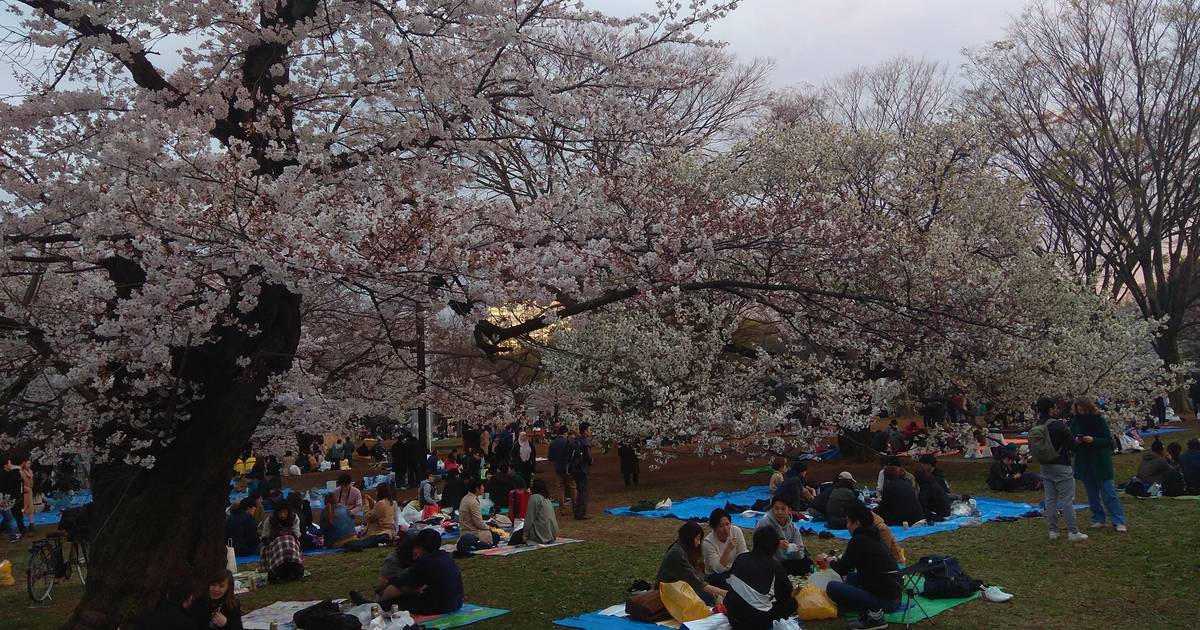 Groups picnicking on blue plastic sheets under fully bloomed cherry trees at dusk in Yoyogi Park, Tokyo
