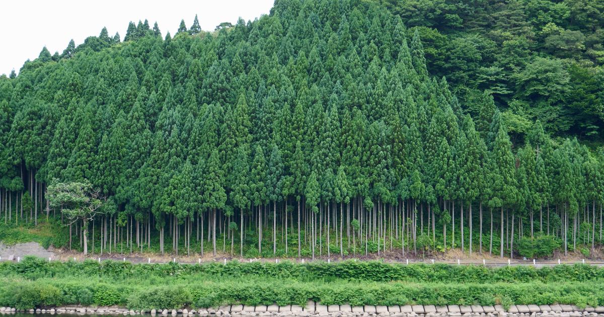 A hillside blanket of densely planted Japanese cedar above a river, uniform conical crowns rising to the ridge, with a row of evenly spaced bare trunks and a riverside road along the lower edge.