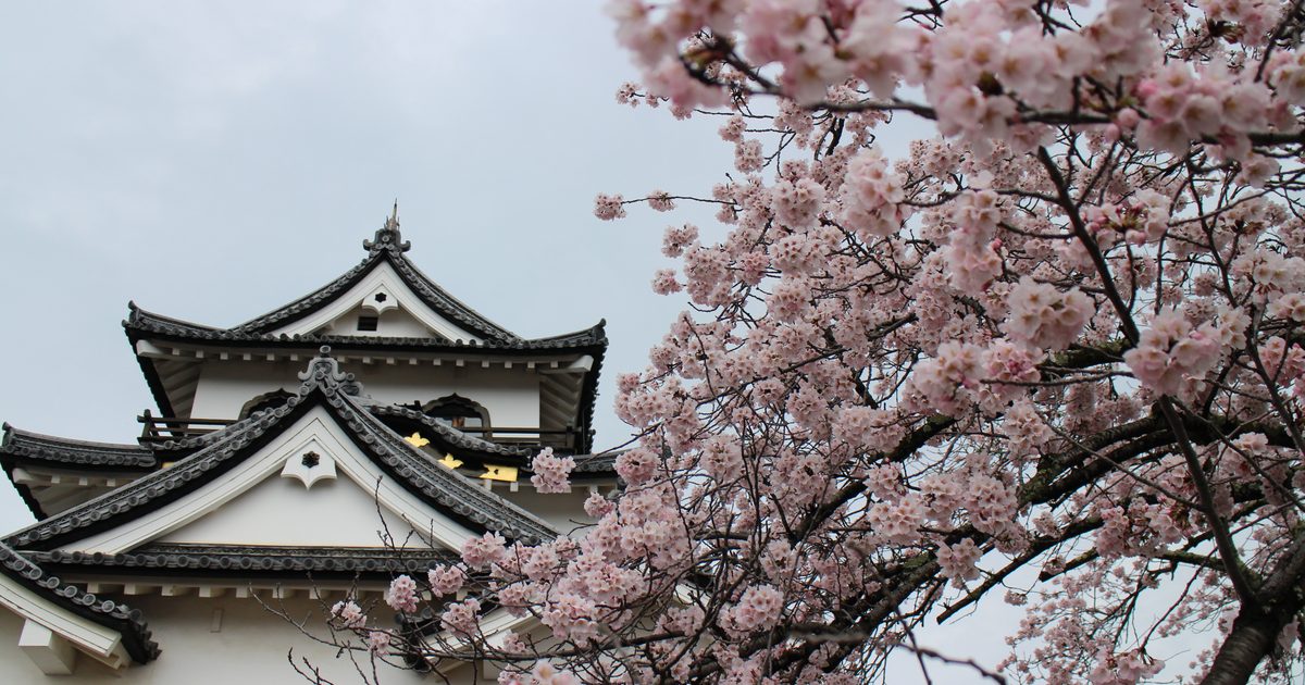 Close upward view of the top two storeys of Hikone Castle's keep — white plaster walls, black tiled gables and gold ornament under an overcast sky — with a cherry tree in full pink-white bloom filling the right half of the frame