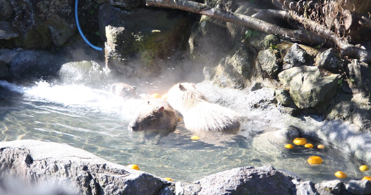 伊豆仙人掌動物公園的水豚露天溫泉:三隻水豚泡在石頭砌的浴池裡,水面冒著白色蒸氣,右下角浮著一顆顆橘黃色的柑橘,左上方有一條藍色水管沿著岩壁垂到池邊