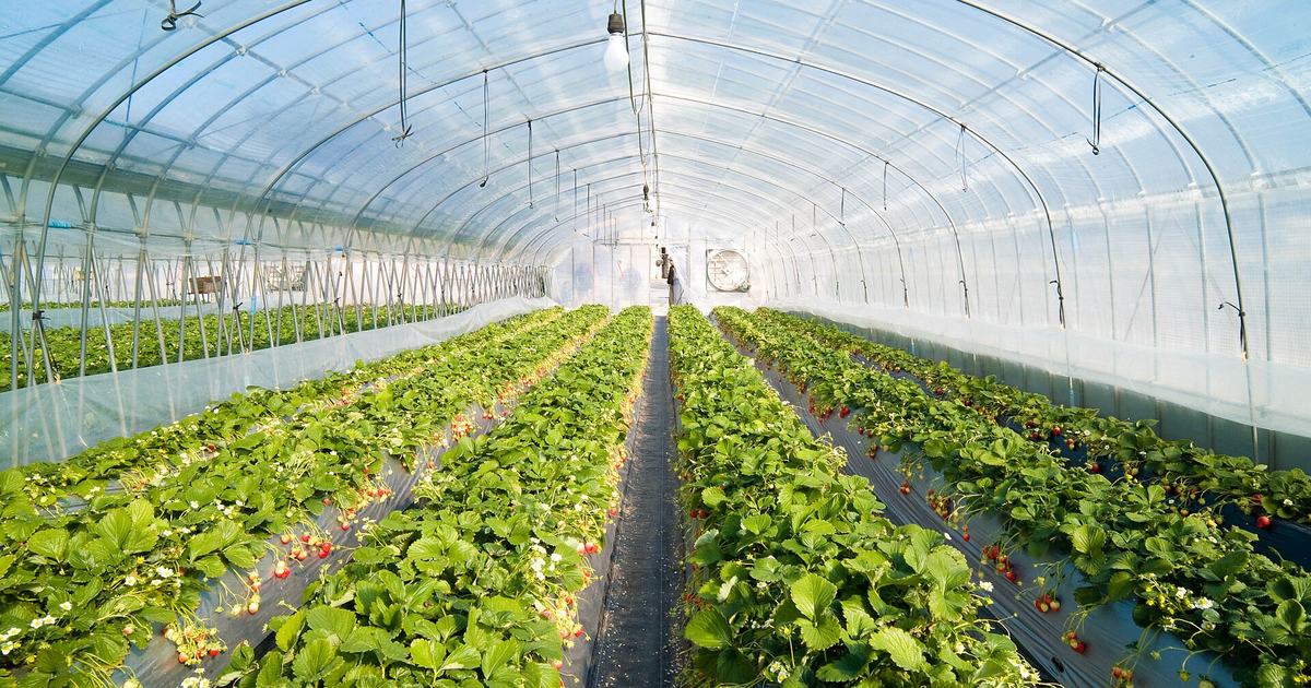 Inside a Japanese strawberry greenhouse: a straight central aisle under an arched plastic tunnel, with beds of black mulch on both sides and the strawberries hanging close to ground level, a large extractor fan at the far end