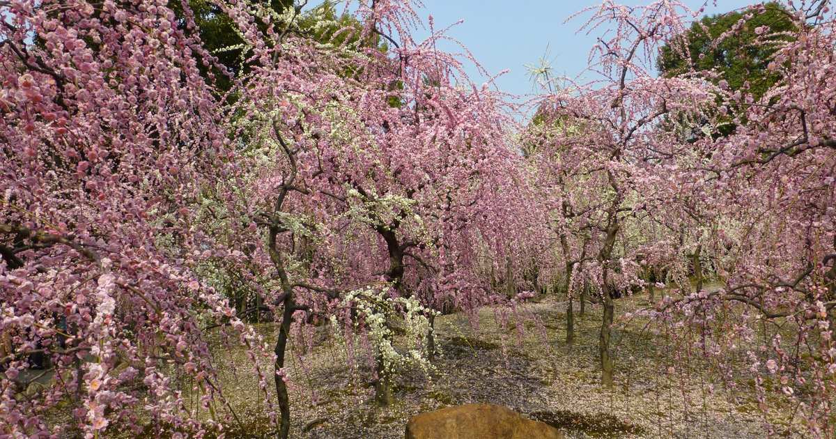 城南宮神苑春の山的枝垂梅:粉紅與白色的花枝從樹上成片垂到接近地面,樹下的地面鋪著一層落下的花瓣