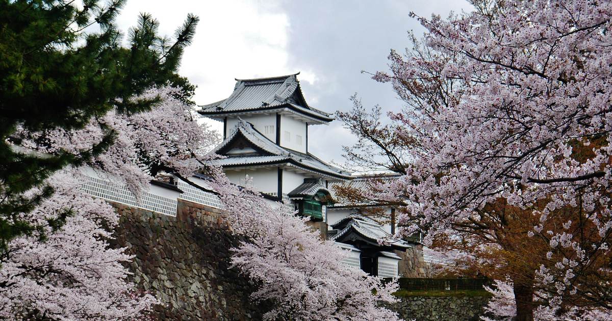 金澤城石川門的兩層白牆櫓樓立在石垣上，前後都是盛開的染井吉野櫻花，左側有松枝