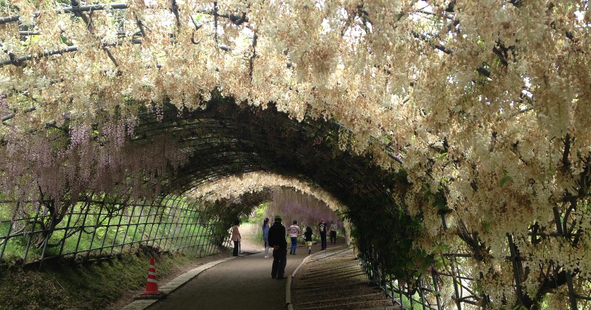 河內藤園的藤隧道：半圓形的鐵架拱門上垂滿白色的藤花，左側夾雜淡紫色花串，拱門下是一條往裡延伸的泥土步道，遠處有幾個小小的人影