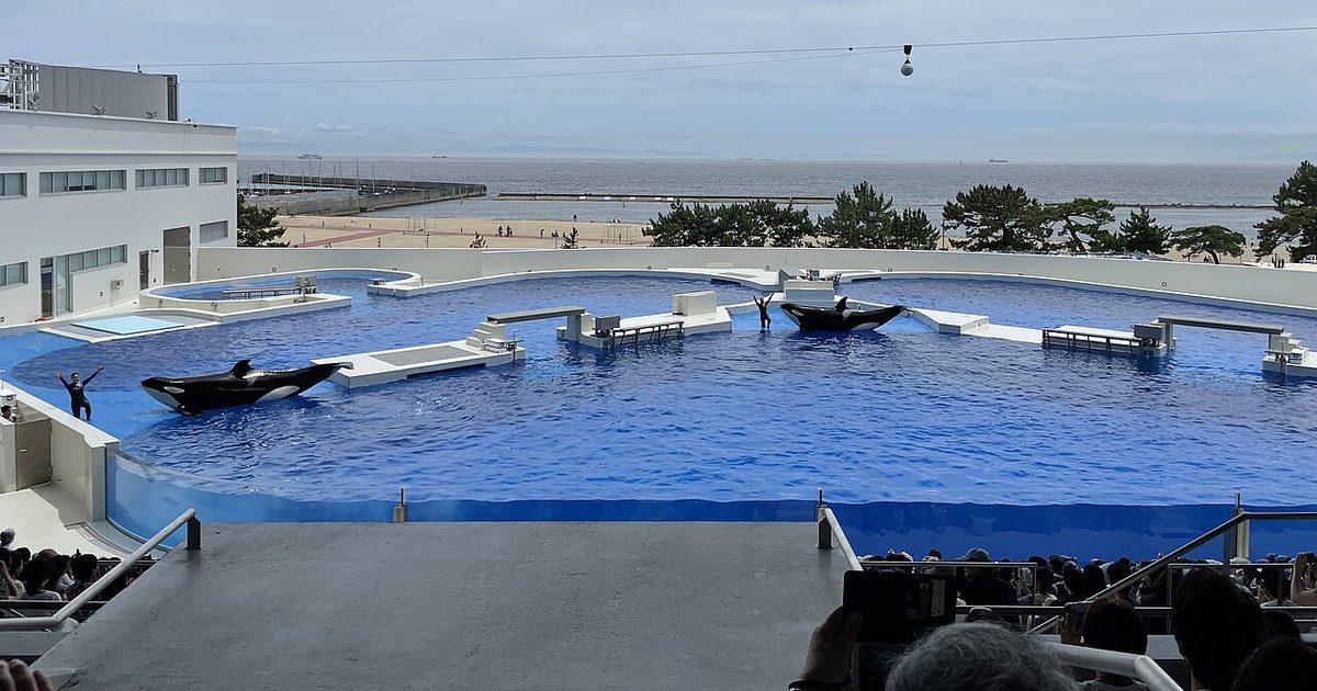神戶須磨海洋世界オルカスタディアム的虎鯨表演,兩頭虎鯨在藍色大池裡、兩名訓練師在池邊與平台上舉手,池子後方就是須磨的沙灘與大海