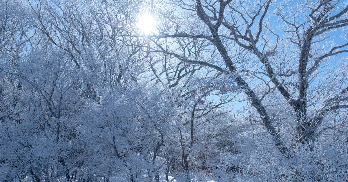 九重連山牧ノ戸峠停車場旁的樹林,枝條結滿白色霧冰,逆光襯著藍天(2014 年 1 月,不是滑雪場內)