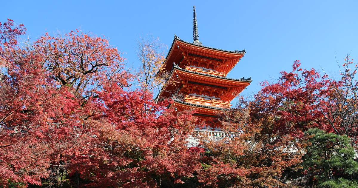 清水寺三重塔的朱紅塔身從一整片轉紅的楓樹上方露出來，背景是無雲藍天