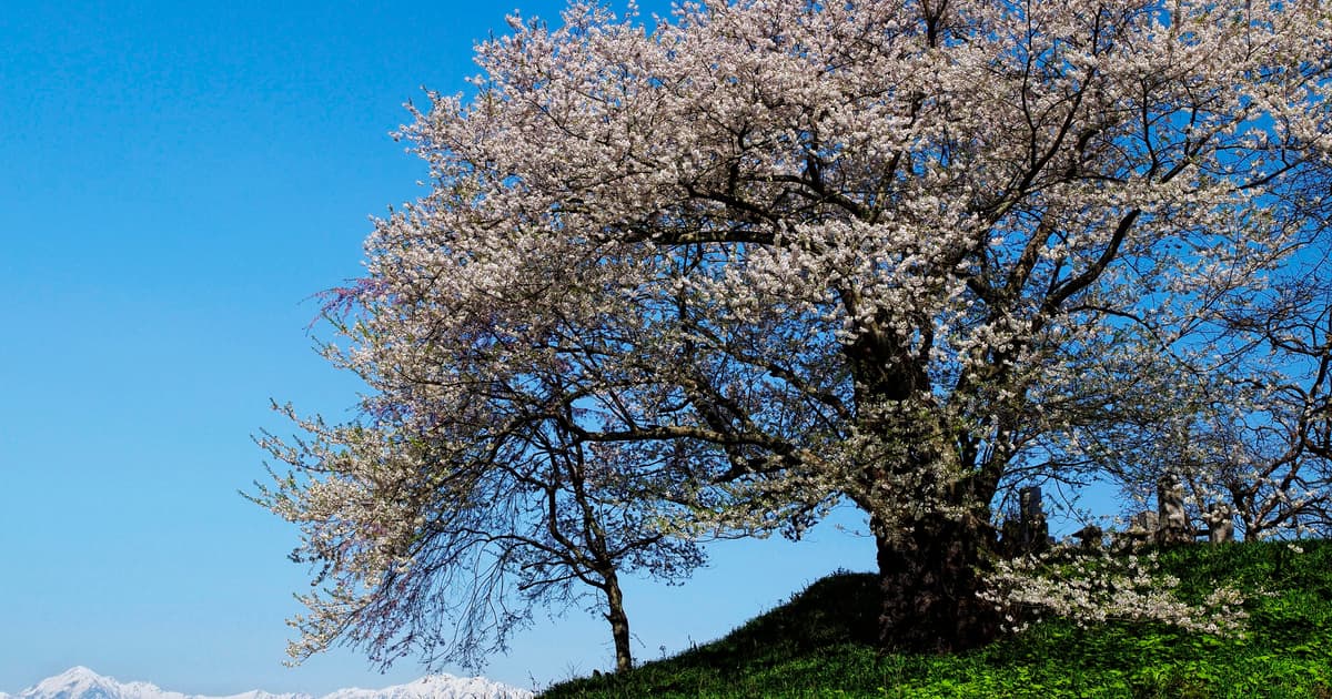 A single old cherry tree in full bloom against a deep blue sky at Sanmizu in Nagano city, its crown leaning left with branches trailing onto a green slope, a few stone markers on the bank beneath it, and the snow-covered ridge of the Northern Alps along the horizon at lower left.