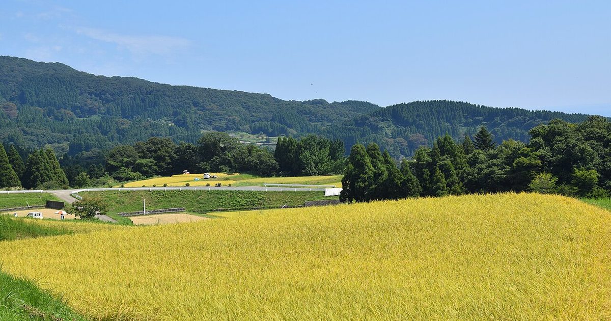 Satoyama landscape on the Noto Peninsula: golden rice paddies stepping up a gentle slope with wooded cedar hills behind under a cloudy sky. Taken September 2019, before the earthquake
