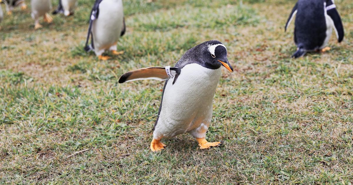 小樽水族館企鵝散步：一隻巴布亞企鵝張開一邊鰭在草地上往前走，後方還有幾隻企鵝跟著