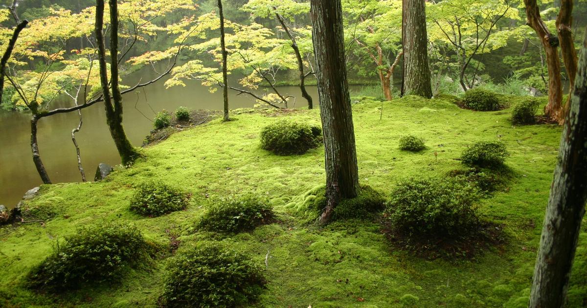 西芳寺(苔寺)下段庭園:池畔一整片鮮綠的苔地上長著幾叢低矮灌木與杉樹幹,左後方是黃金池的水面與楓樹