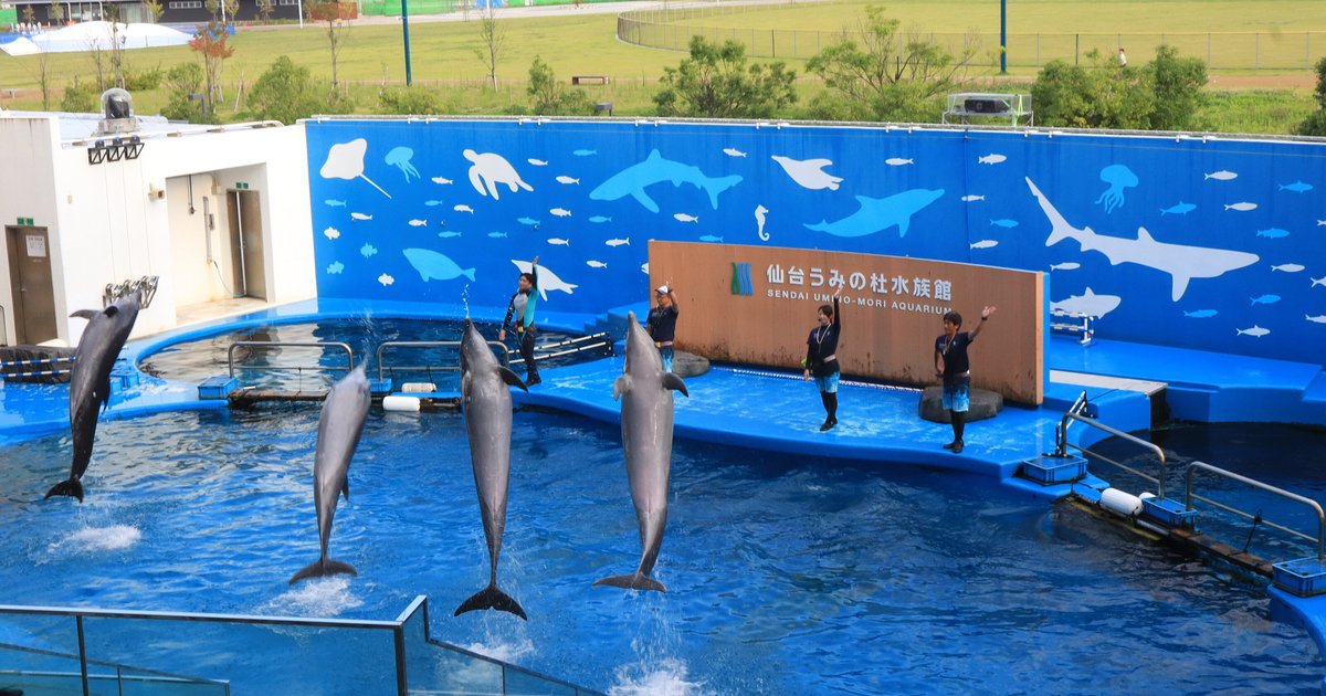 仙台海洋森林水族館的海豚表演:四隻瓶鼻海豚同時從藍色泳池躍出水面,背後藍牆畫著白色的鯨鯊、海龜、魟魚剪影,正中木牌寫「仙台うみの杜水族館 SENDAI UMINO-MORI AQUARIUM」,舞台上四位深藍制服的訓練員舉手示意,牆後是草地與倉庫