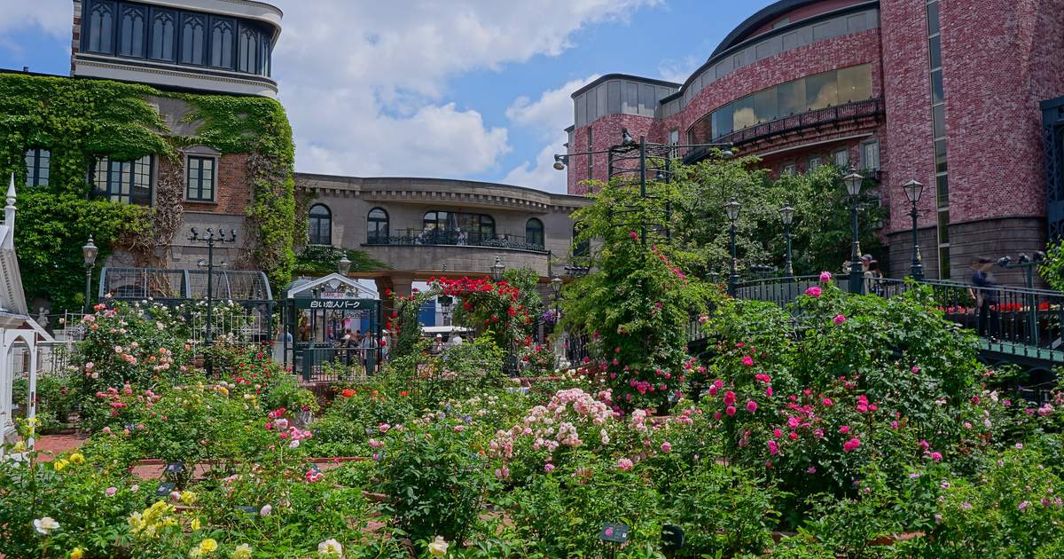 白色戀人公園的玫瑰花園:整片粉紅、白、黃的玫瑰叢中間有磚砌步道,後方是爬滿藤蔓的石造建築與粉紅磚圓弧外牆,中央掛著一塊「白い恋人パーク」小招牌