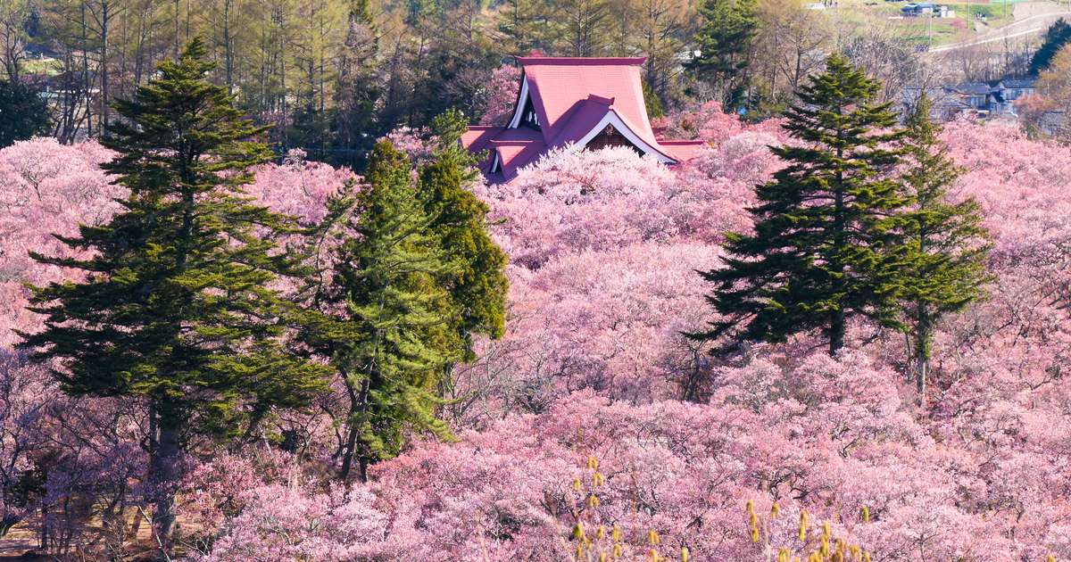 高遠城址公園滿開時的俯瞰:整片山坡被偏紅的小朵櫻花蓋滿,花海中央露出一棟紅色屋頂的木造建築,幾棵深綠色的杉木插在其間