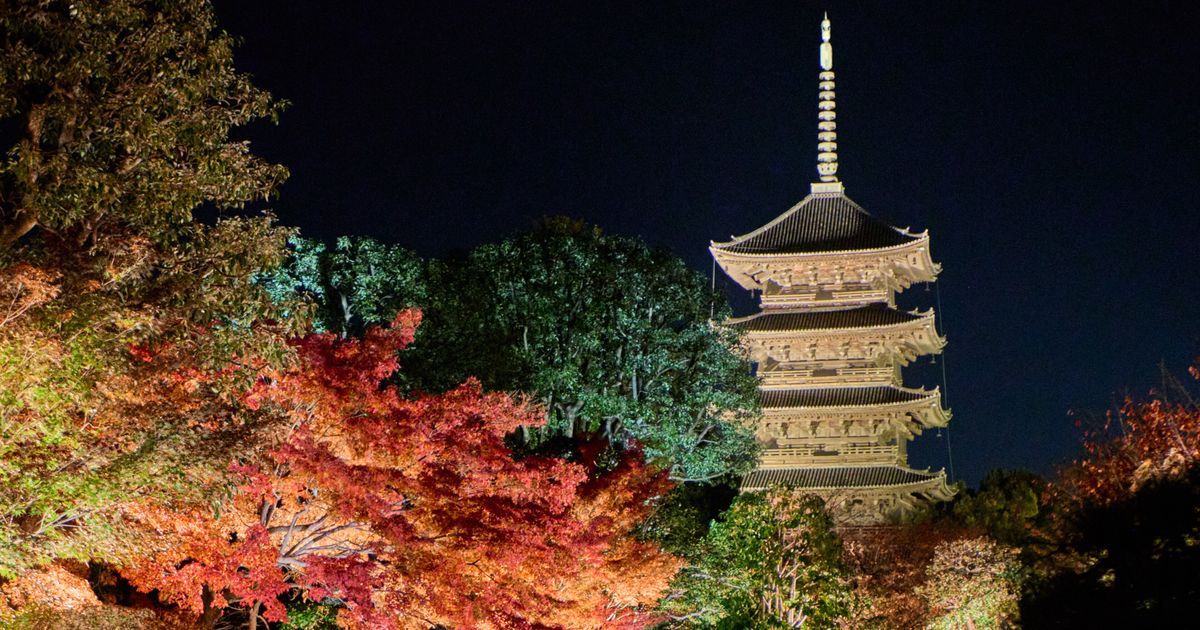東寺紅葉點燈:夜空下打亮的五重塔,前方是紅色與橙色的楓樹