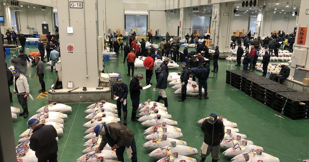 Rows of tagged frozen tuna laid out on the wholesale floor at Toyosu Market before dawn, buyers stooping to inspect them one by one