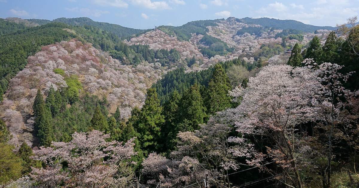 晴天下的吉野山:幾道山稜的坡面鋪滿偏白帶淡粉的山櫻,中間隔著深綠色的杉林,右前方是近處開花的櫻樹