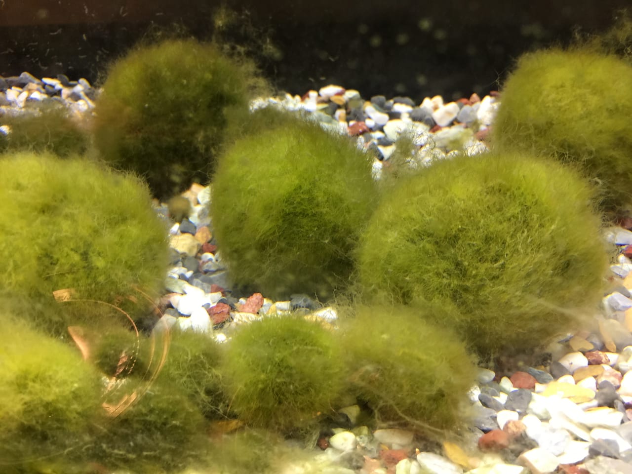 A marimo, the fuzzy green spherical alga unique to Lake Akan