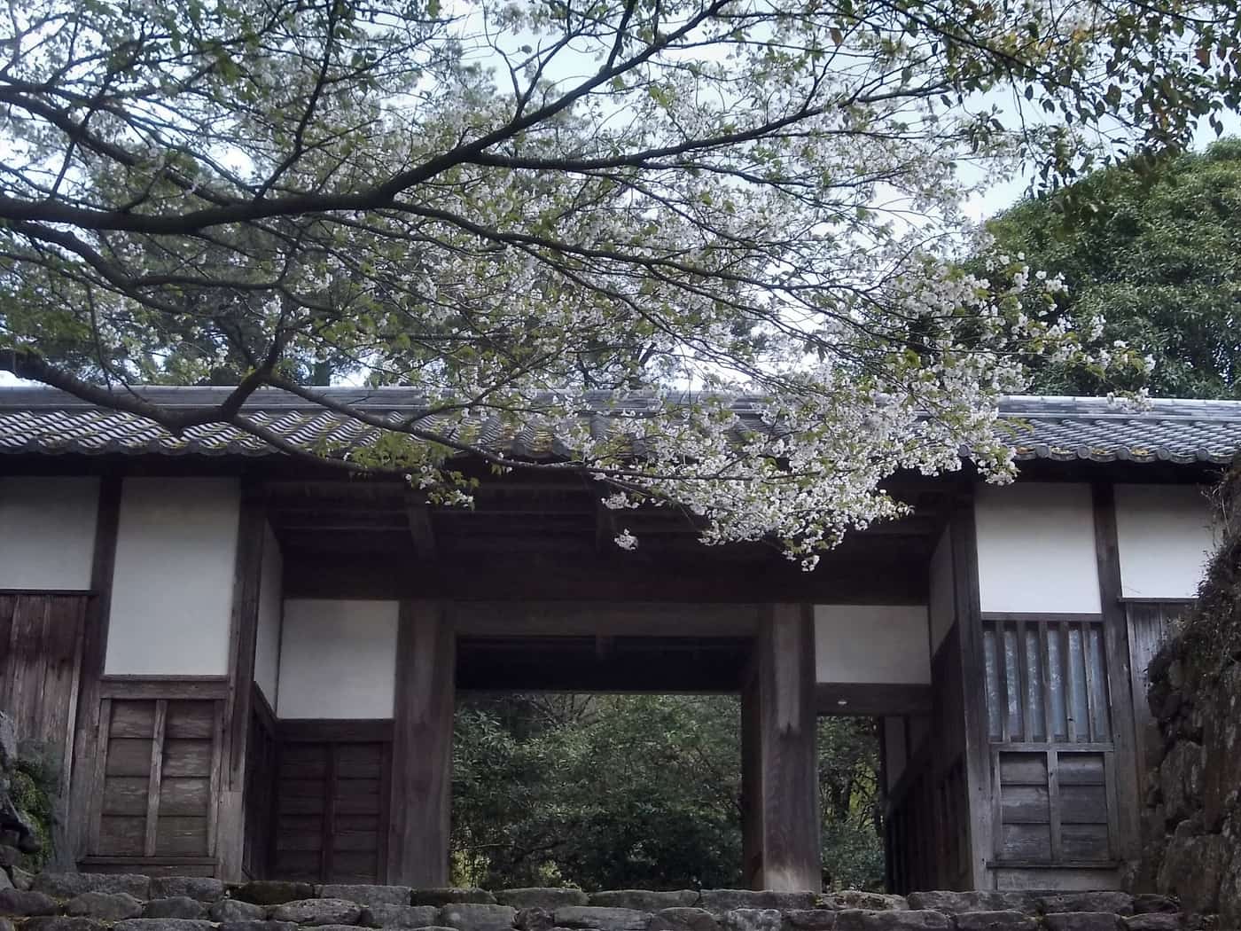 Cherry blossoms in full bloom in front of the Nagayamon gate at Akizuki Castle ruins