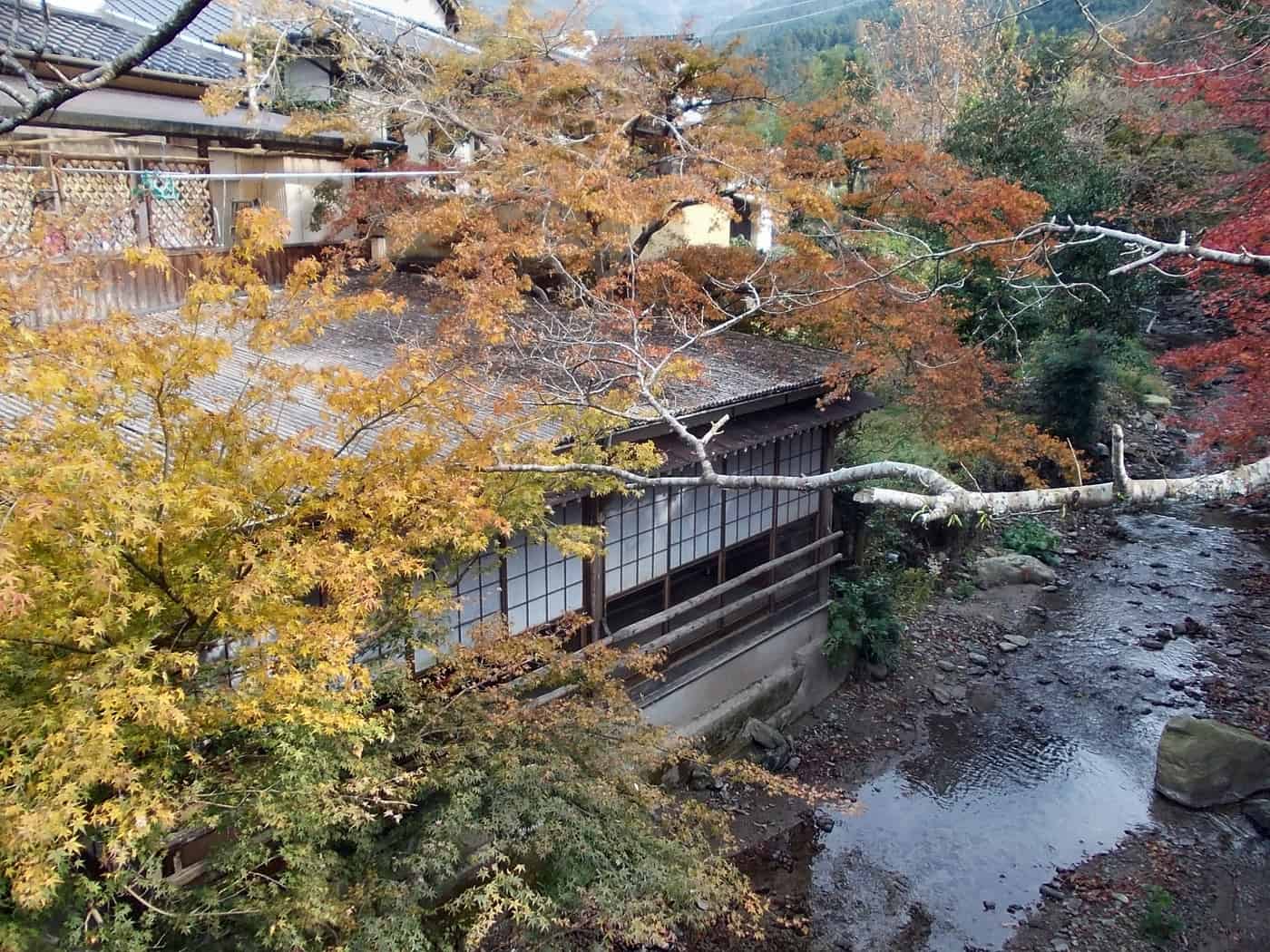 Autumn colour and an old house along the Notori River in Akizuki, late November