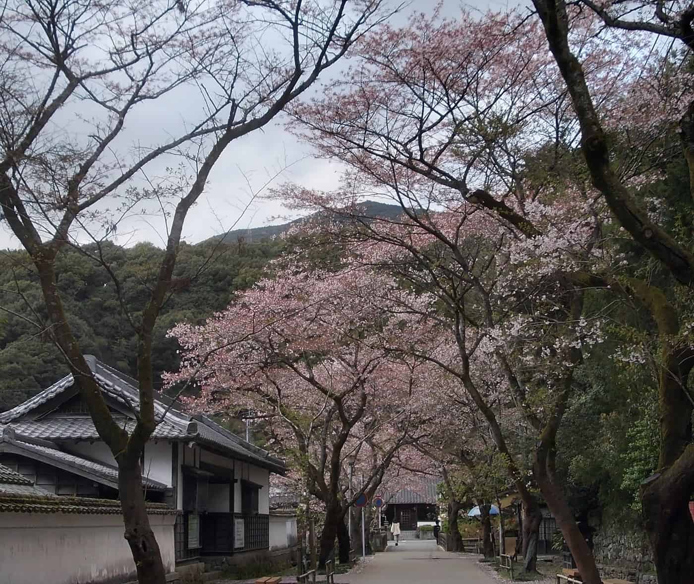 Sugi-no-Baba street in Akizuki lined with cherry trees and white-walled traditional houses