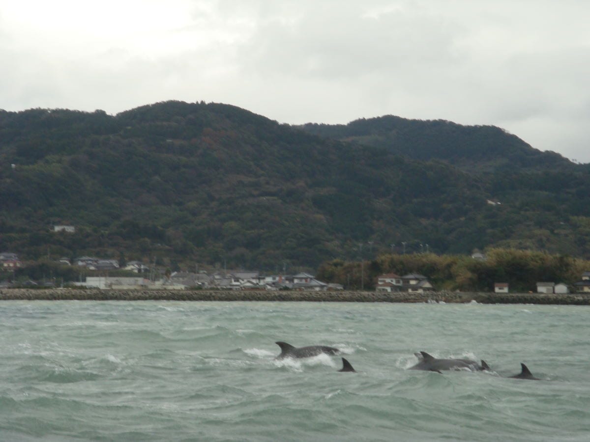 A dolphin-watching boat off Amakusa with a wild dolphin swimming alongside