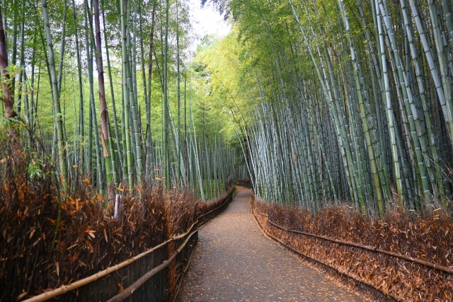 Morning sunlight cutting through the Arashiyama bamboo grove canopy, casting striped shadows on an empty stone path