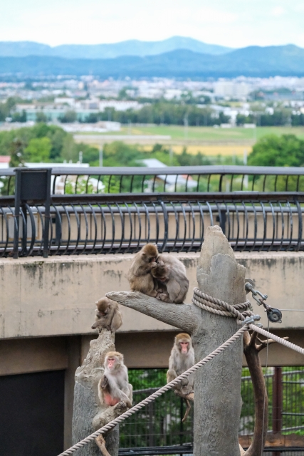 View from the Iwatayama summit observatory looking over the Kyoto basin with macaques in the foreground