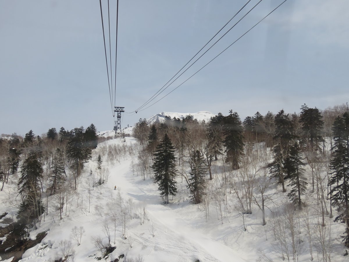 沿著旭岳纜車路線往上看,鋼索穿過積雪的針葉林與落葉樹,一路延伸到山坡上的鐵塔,遠方是雪白的稜線