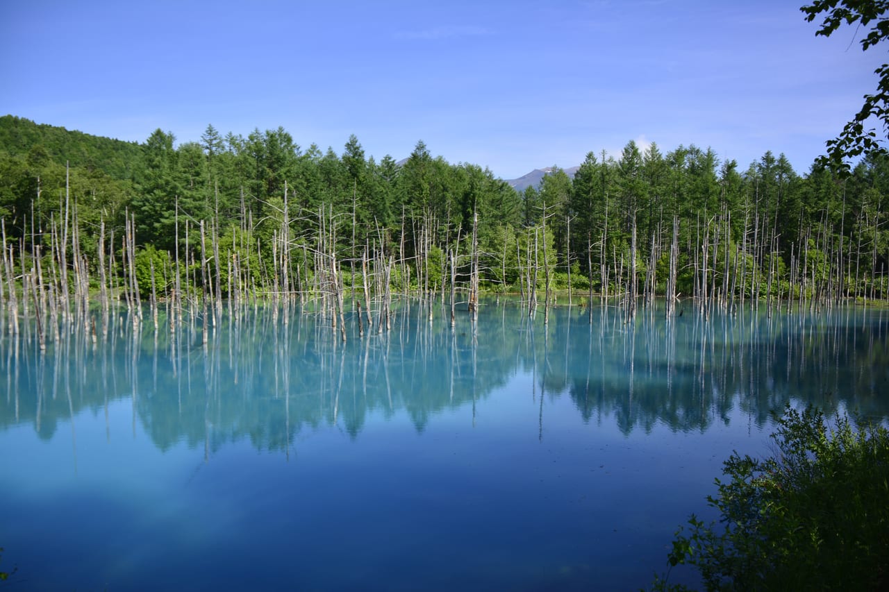 The Shirogane Blue Pond in Biei, with blue-green water and bare trees standing in the pond