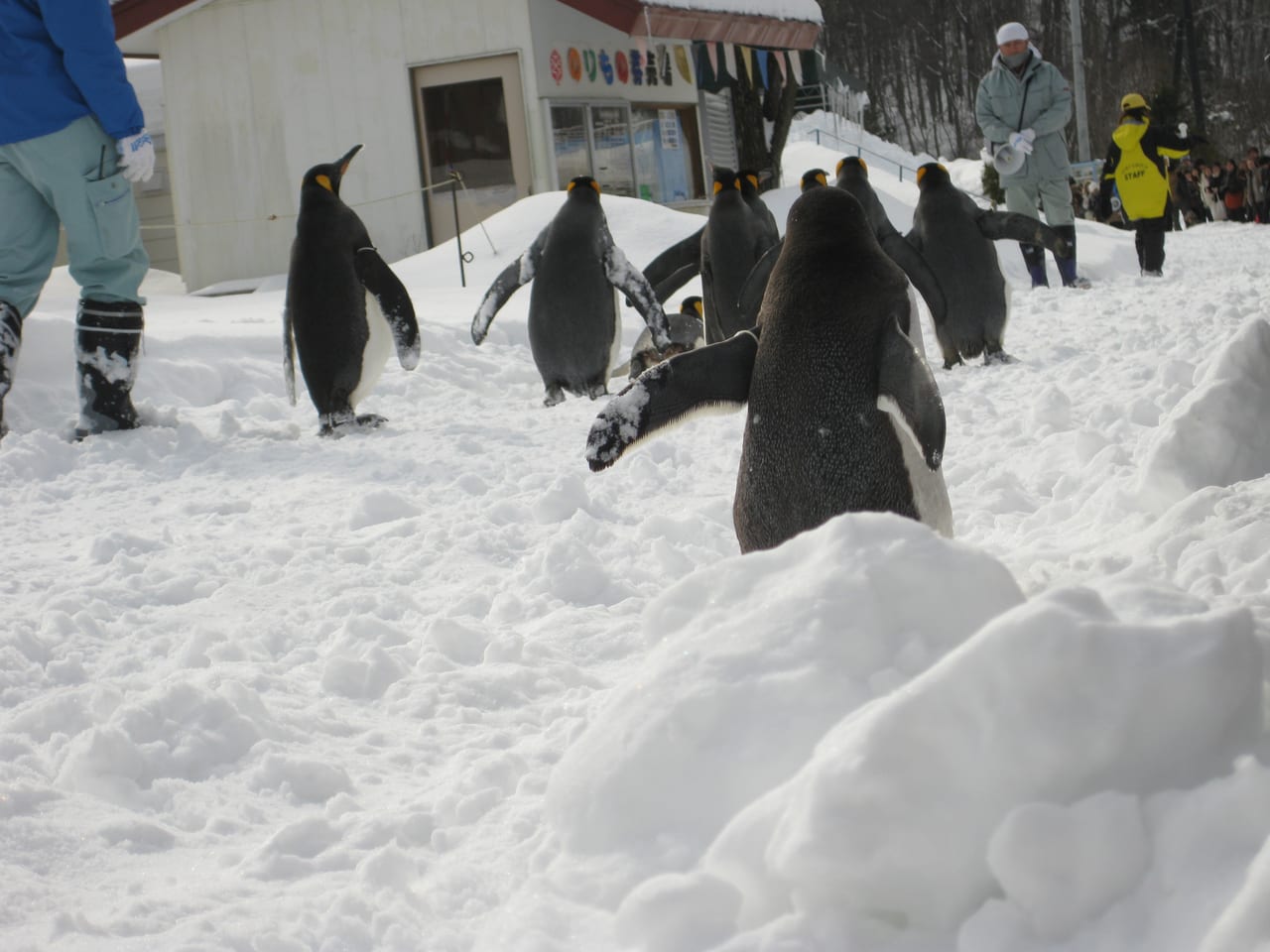The winter-only penguin walk at Asahiyama Zoo, a line of penguins waddling along a snowy path