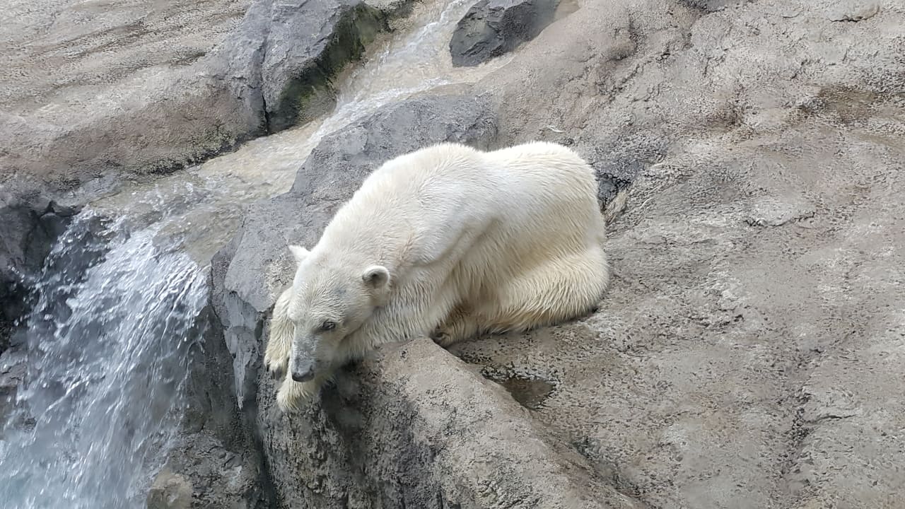 A polar bear at the edge of the large pool in the Polar Bear House at Asahiyama Zoo