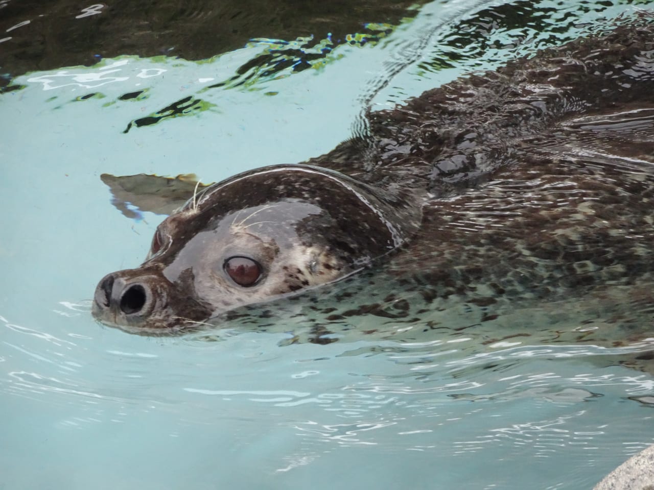 A seal swimming through the clear vertical glass tube at the Seal House, Asahiyama Zoo