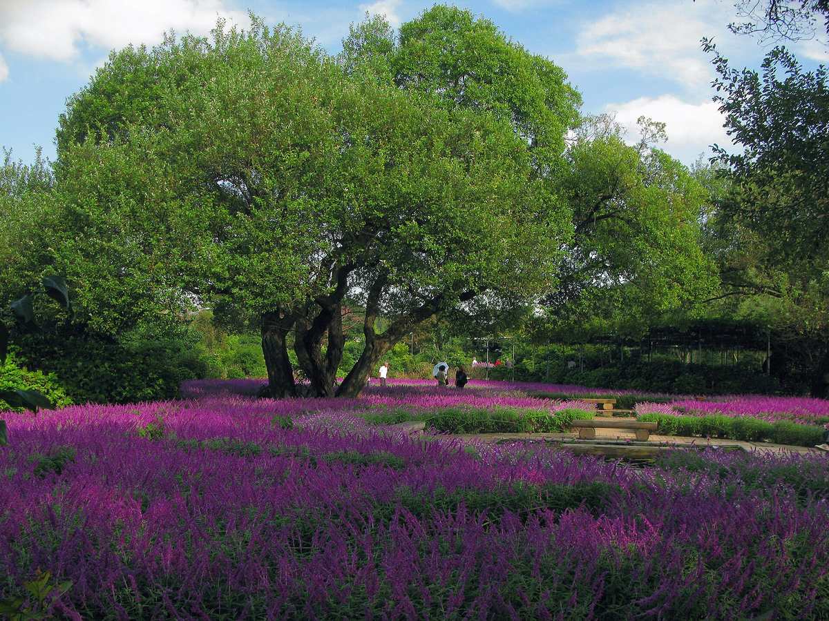 A field of amethyst sage at Ashikaga Flower Park, magenta-purple flower spikes filling the foreground beneath a large multi-trunked willow