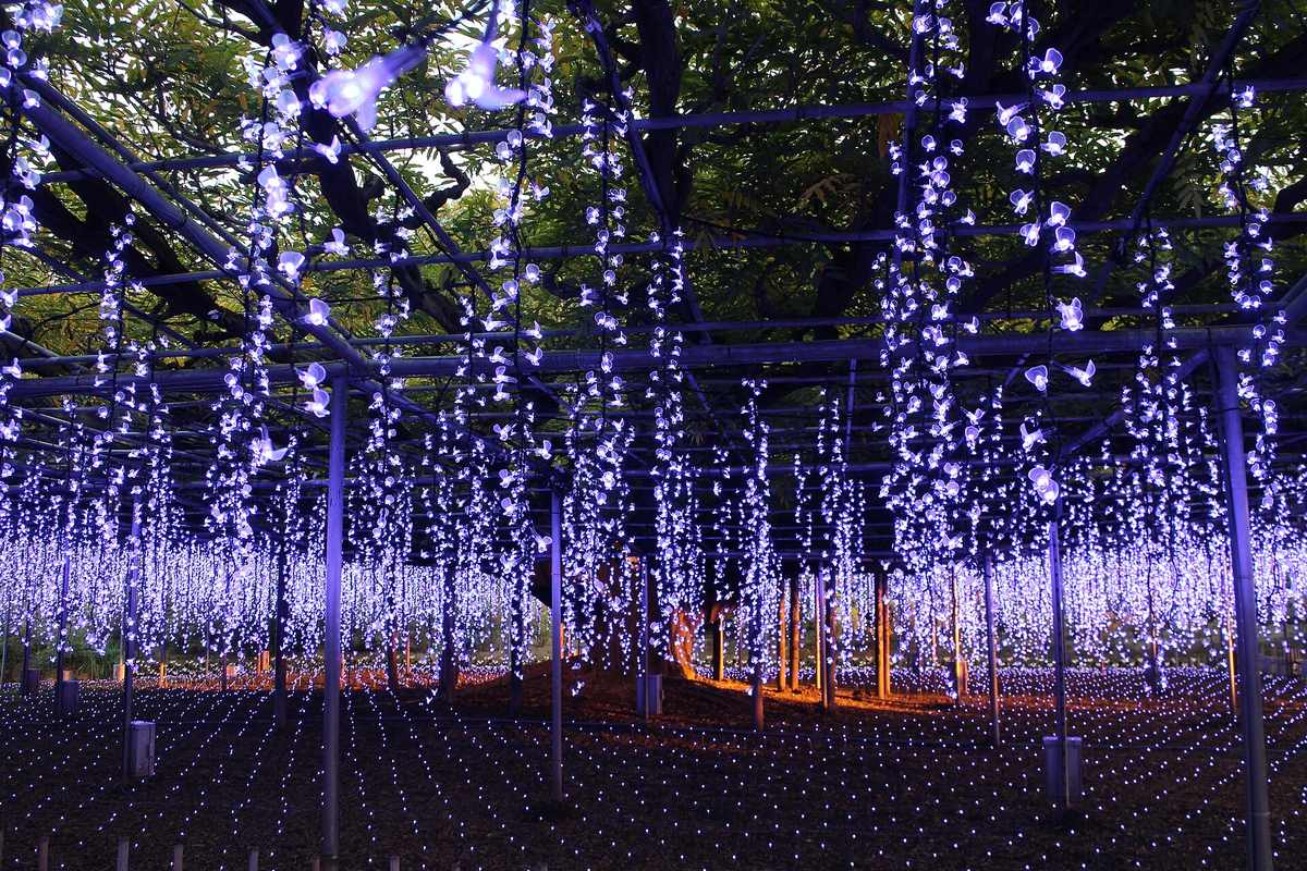 The wisteria trellis during the illumination, purple LED strands hanging from the frame in place of racemes, green foliage still visible above, white lights carpeting the ground