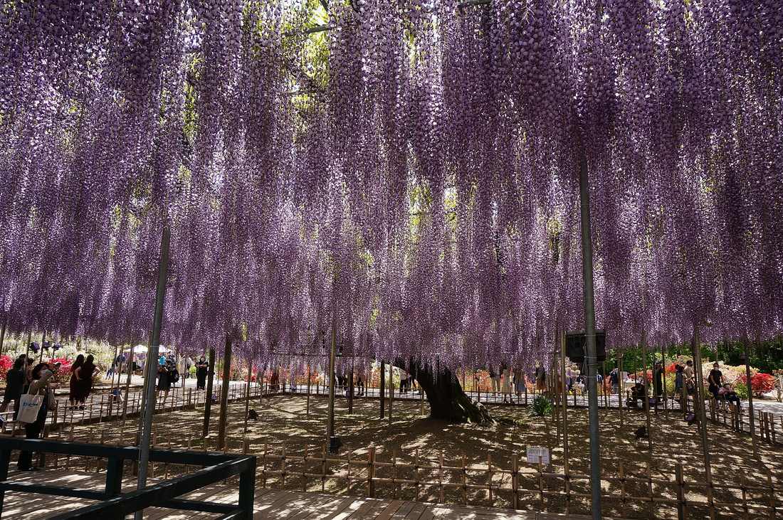 Looking up from beneath the Great Wisteria trellis, deep purple racemes filling the overhead frame, with the old trunk fenced off on a mound at centre