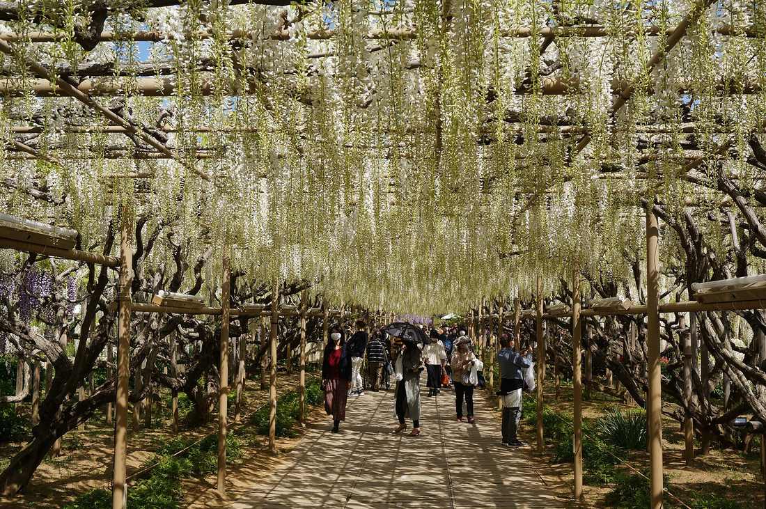 Inside the white wisteria tunnel, white racemes hanging from a timber pergola over a boardwalk running into the distance, gnarled old trunks on both sides