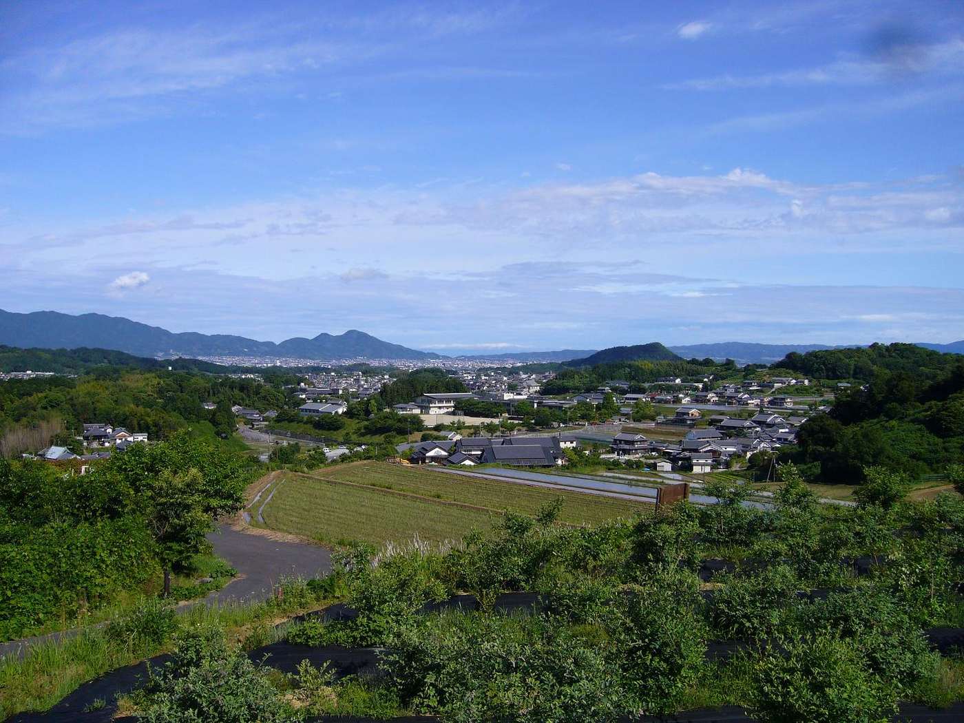 An elevated view across the Asuka basin: fruit saplings on black weed matting and a narrow farm track in the foreground, harvested dry fields, scattered black-tiled farmhouses and plastic greenhouses in the middle distance, forested low hills beyond, and a town skyline against layered mountain ridges on the horizon