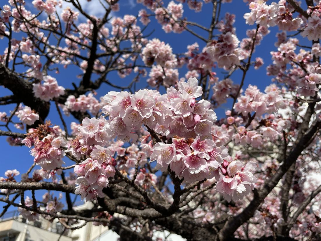 熱海櫻特寫：淡粉紅的五瓣花一團團擠在深色枝條上，花心是較深的粉紅與黃色花藥，盛開的花之間還夾著幾顆沒開的粉紅花苞，背景是藍天