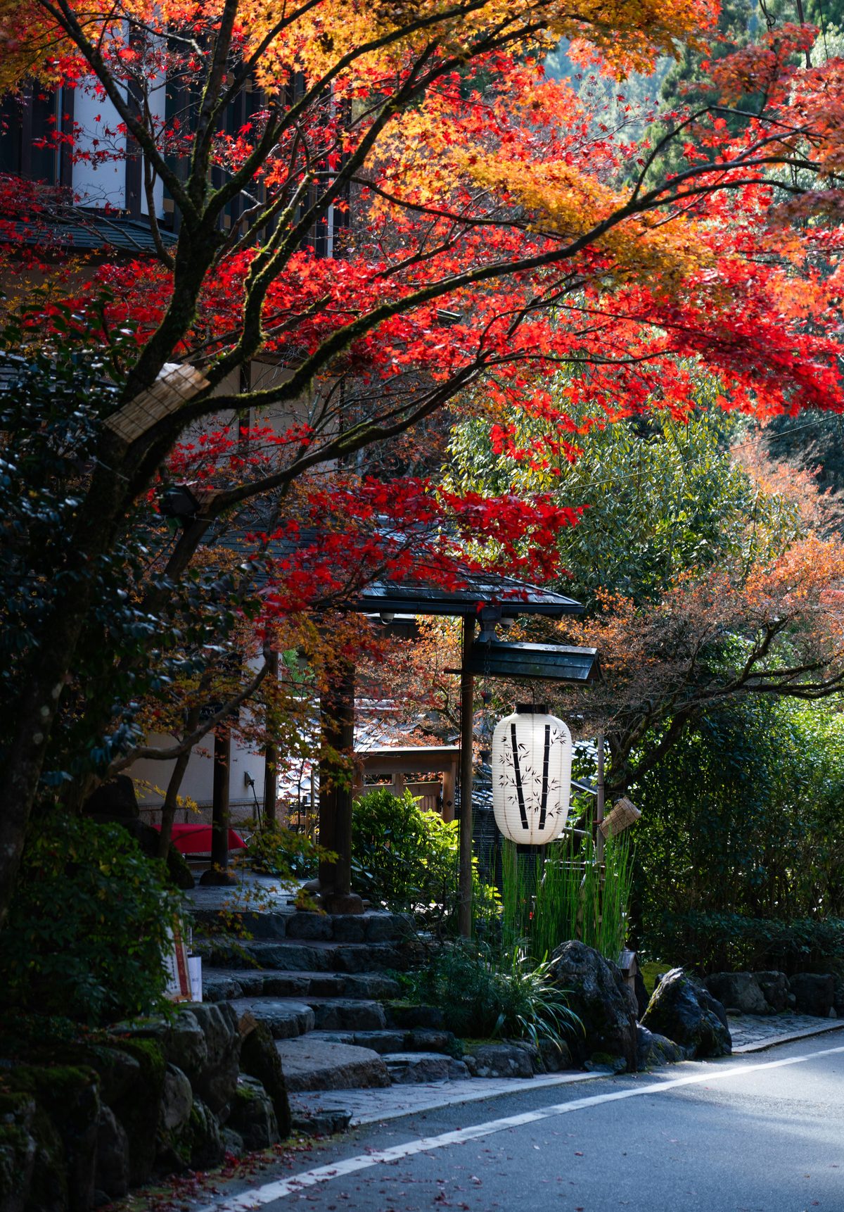 日本秋季紅葉楓樹，橘紅色楓葉層層疊疊