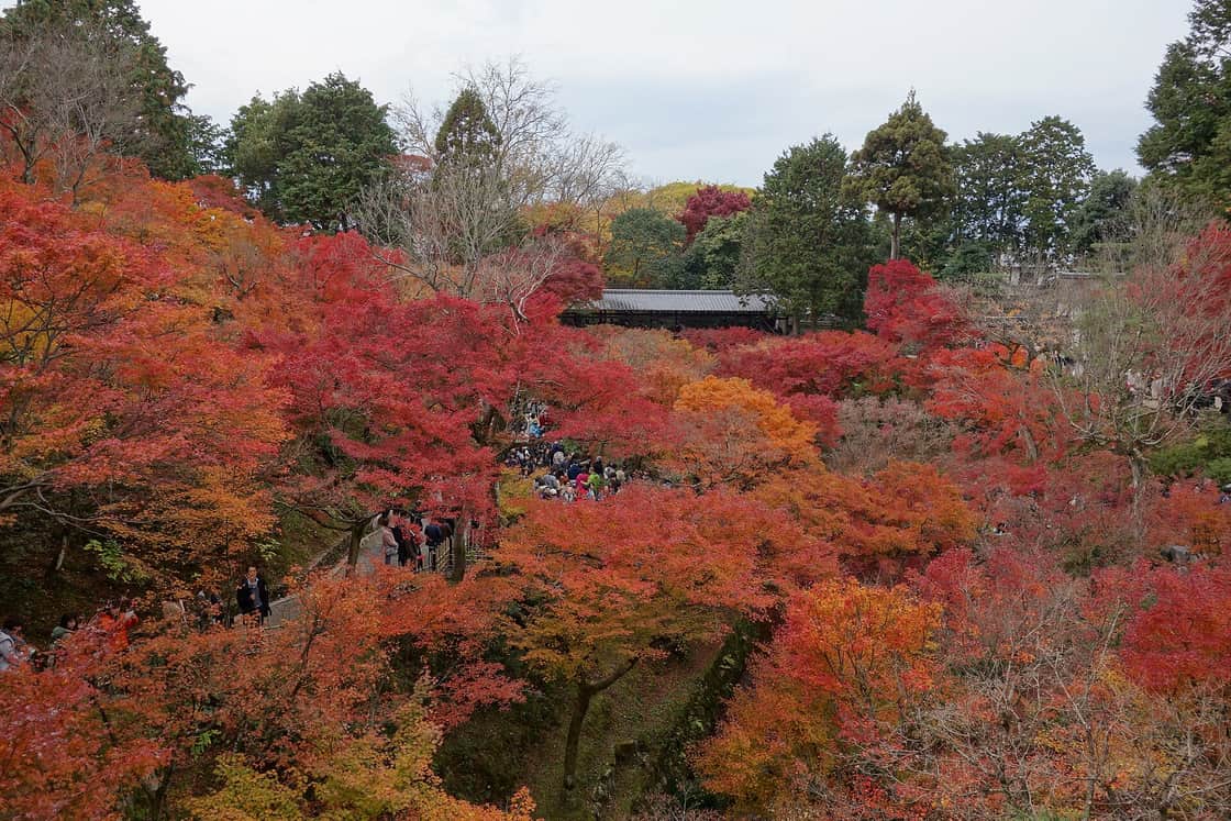 京都東福寺通天橋的火紅楓葉,日本 11 月紅葉見頃的代表名所