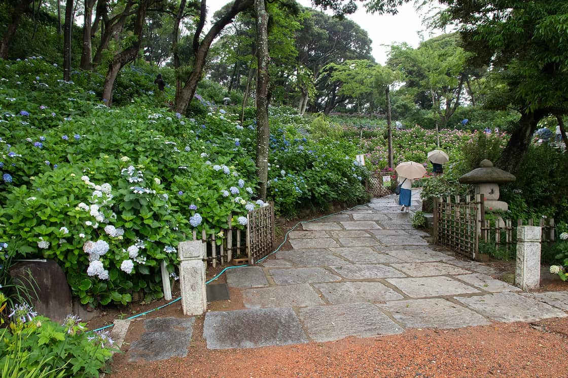 日本寺院庭園盛開的繡球花(紫陽花),梅雨季 6 月的代表花卉